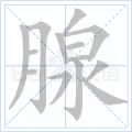 腺